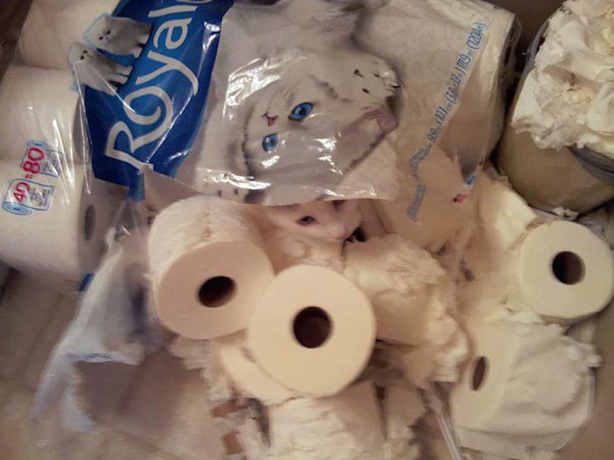  This cat avoids a scolding by hiding in the loo roll he's just clawed to shreds