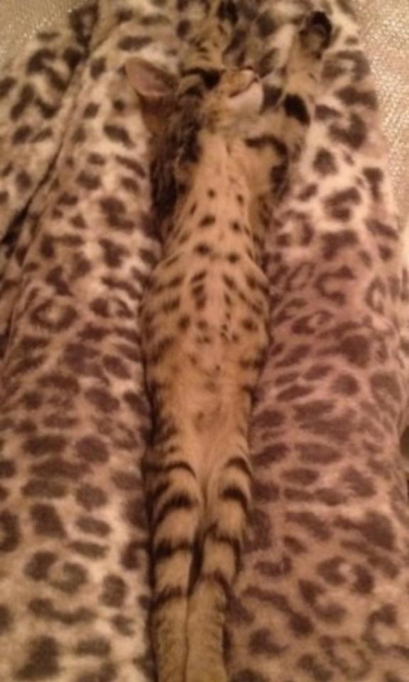  ...While another snuggles on a leopard print rug