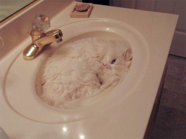  Let this one sink in - this cat does a disappearing act in the bathroom