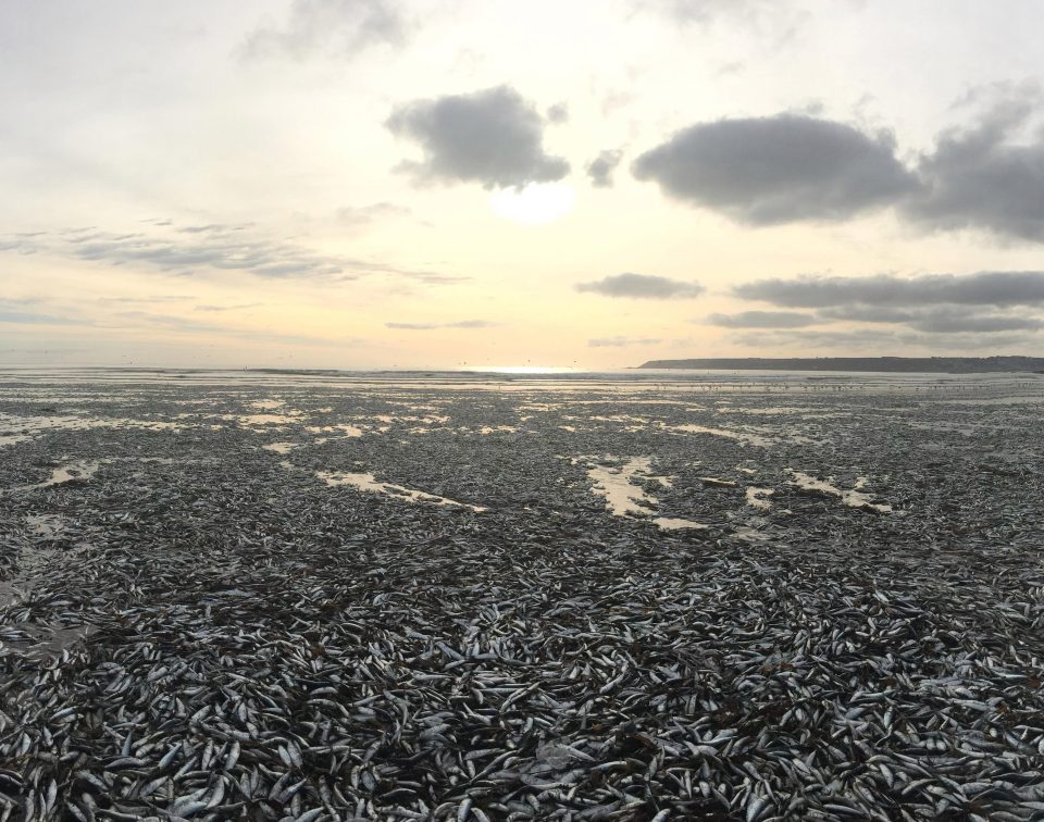  Thousands of dead fish lie scattered across the beach at low tide