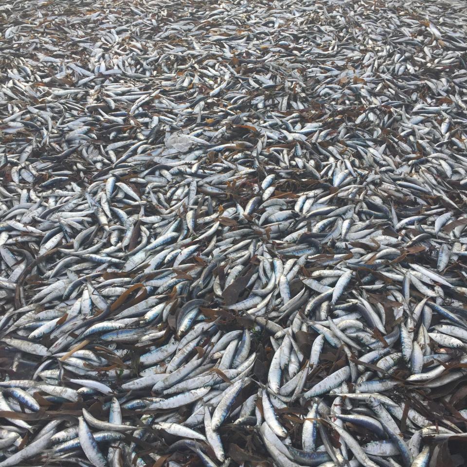  Locals were astonished to find the mass of dead fish on the beach this morning