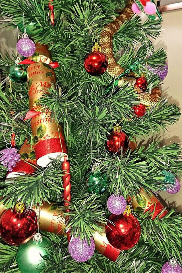 The tiger snake was found wrapped in a Christmas tree in Victoria, Australia