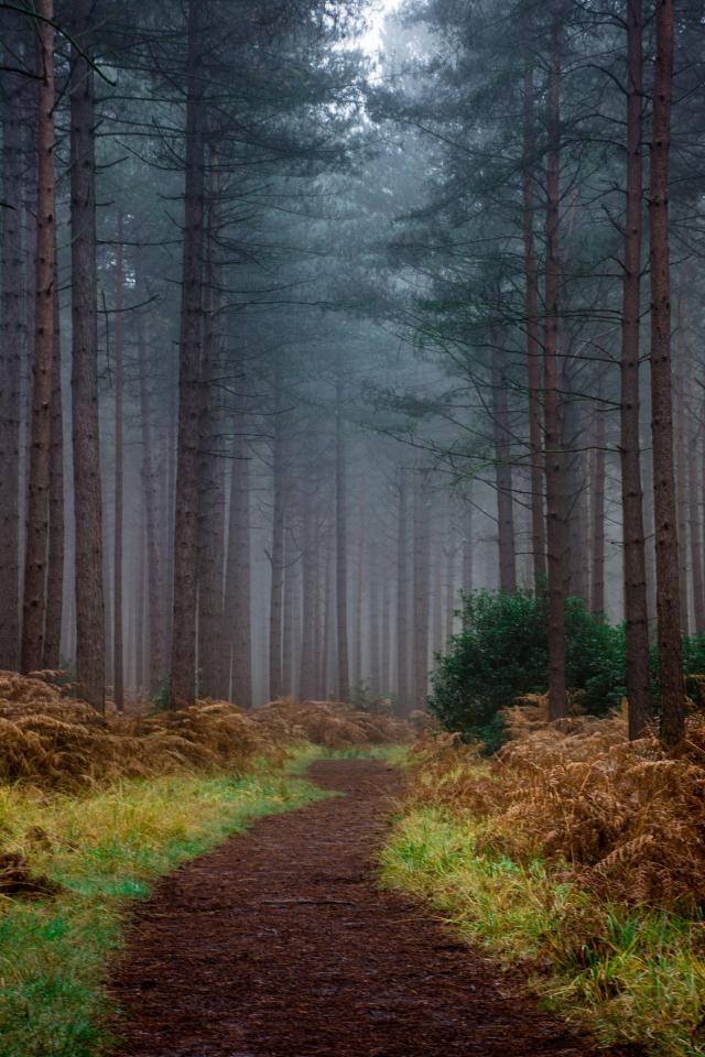  Fog cloaks a forest in the early morning shrouding its interior