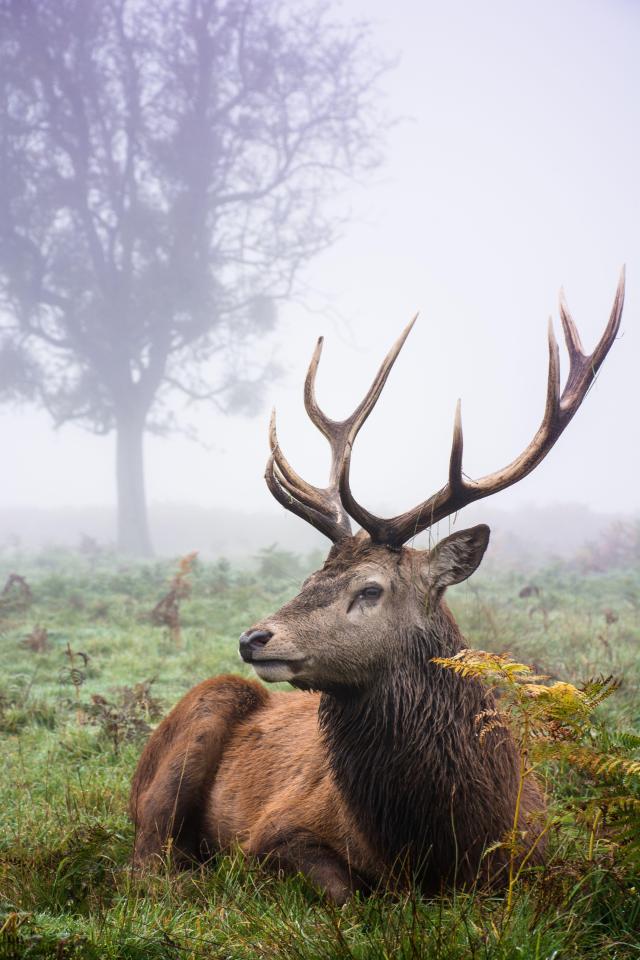  Cloaked in mist this stag crouches on the ground in Hampton Court