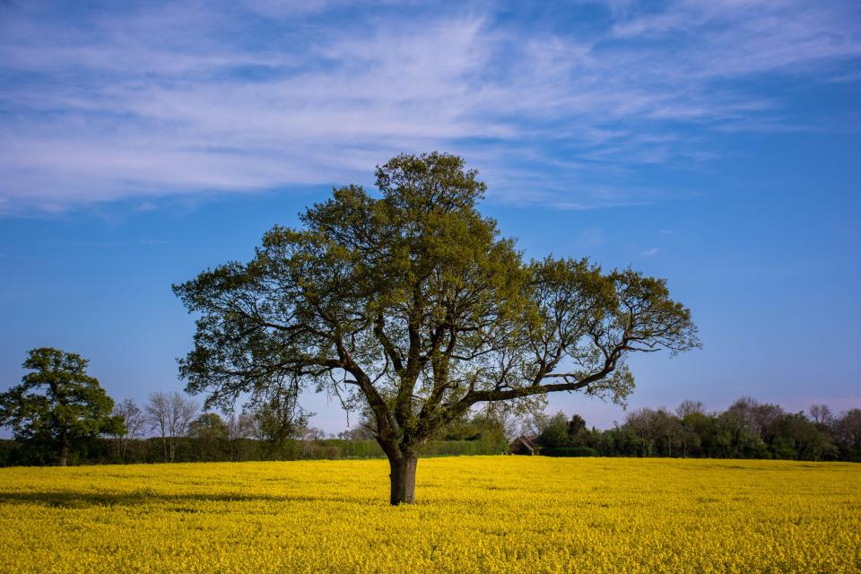  A sturdy oak stands in a field of bright yellow rapeseed