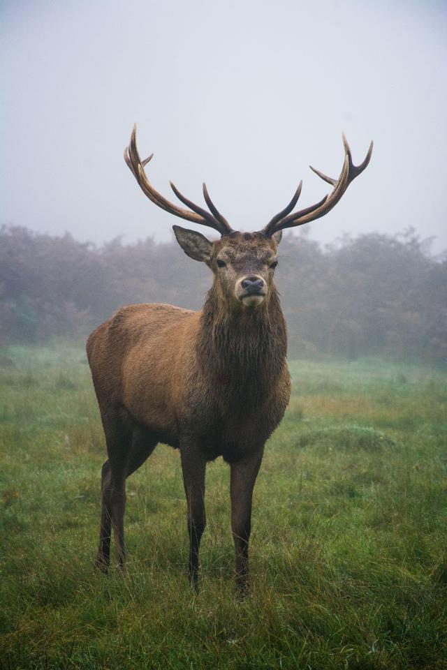  A stag stands proudly in Bushy Park, Hampton Court