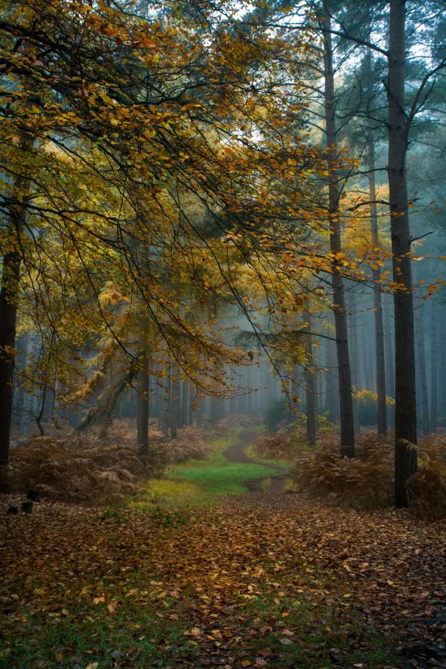  Autumn colours combine for a heart-stirring woodland scene