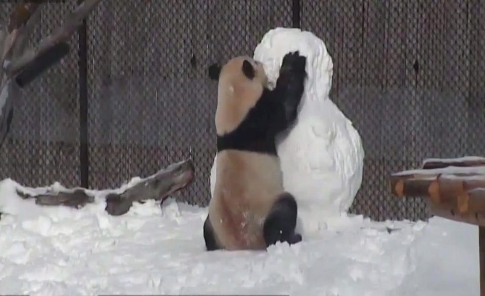  He jumps up and scratches at the snowman at the beginning of the cute clip