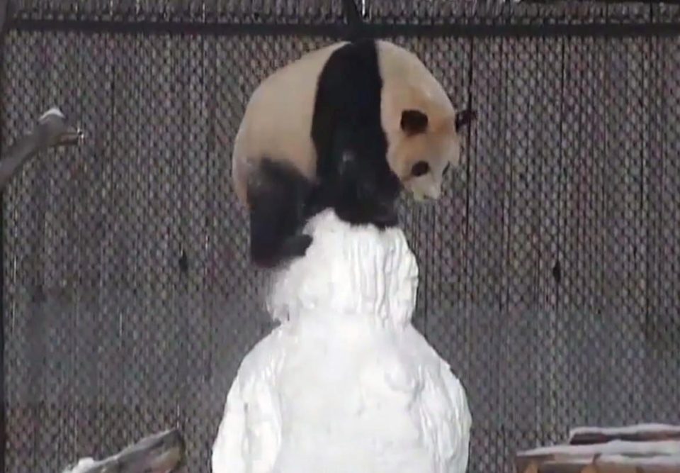  Da Mao tried to climb on top of the snowman, but accidentally knocked his head off