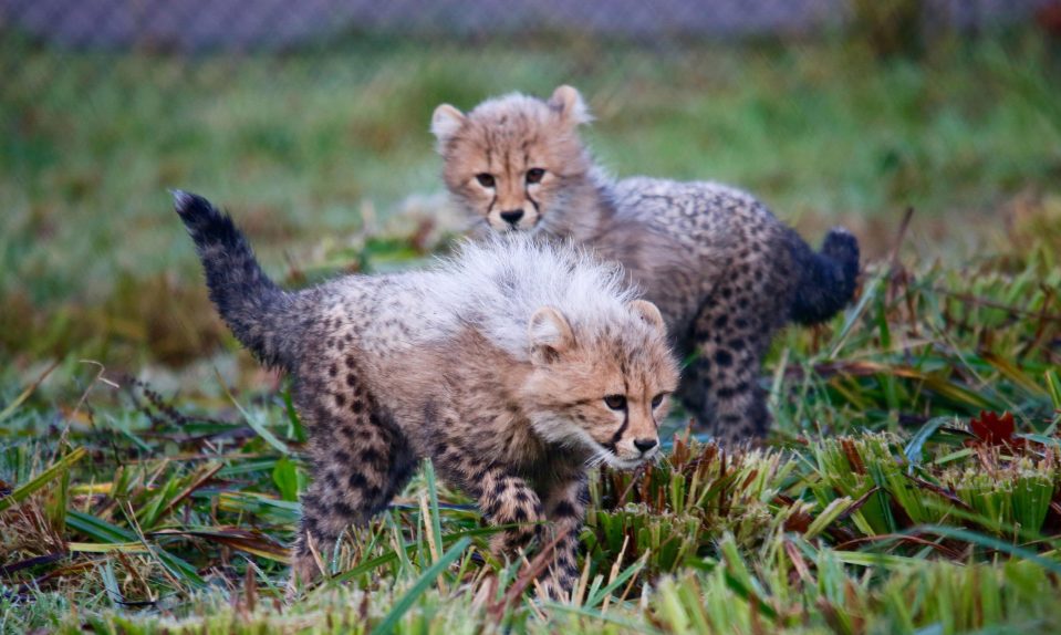  The cubs still have their "Mohican-style" fur