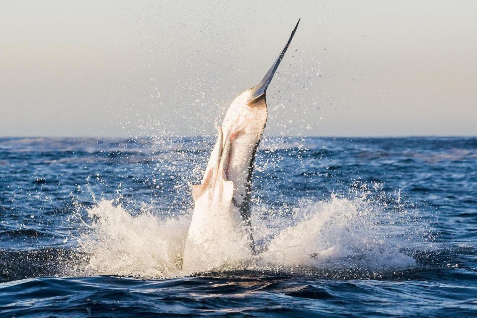  The stunning shots were taken by photographer, Robert Meerding, 46, from Soest, The Netherlands whilst visiting Seal Island