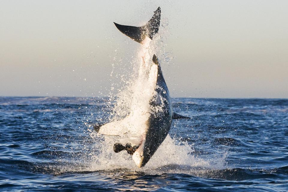  The photos were taken off Seal Island which is home to 64,000 Cape Fur seals and is a popular destination for Great White sharks