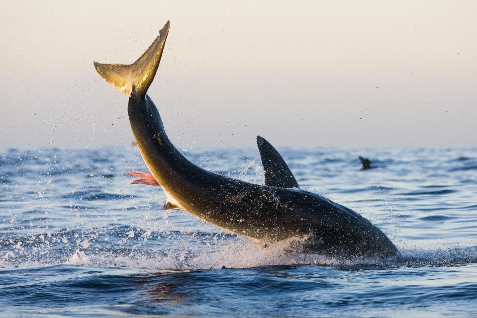  The full leap is detailed in the stunning shots from the time it shoots into the air and plunges back beneath the surface