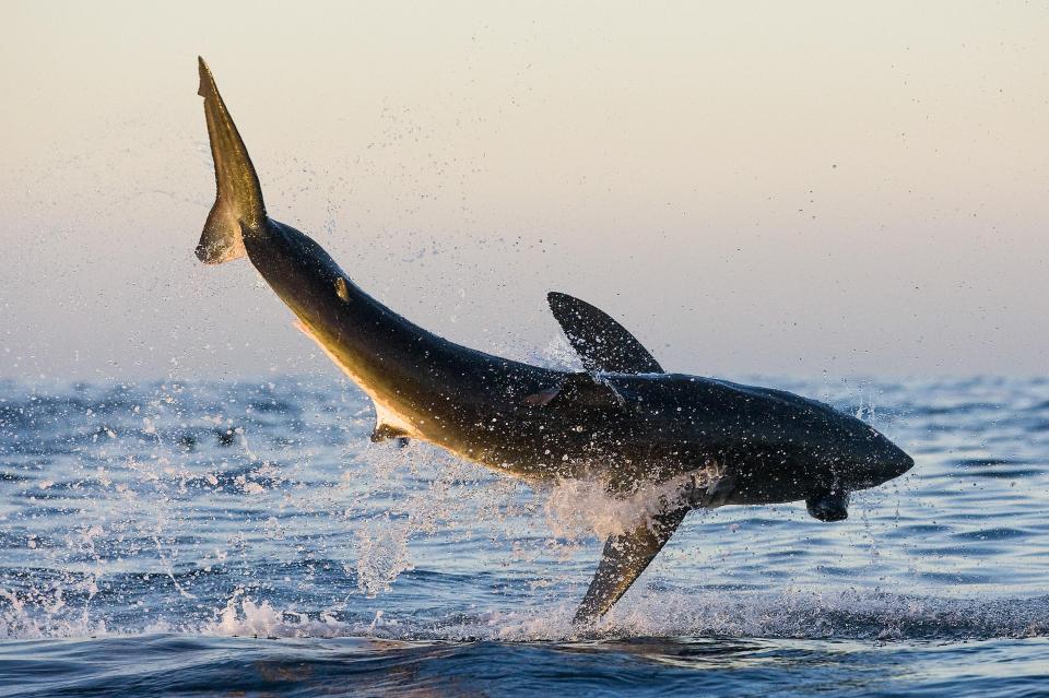  The vast beast was snapped off the coast of South Africa going for the decoy seal