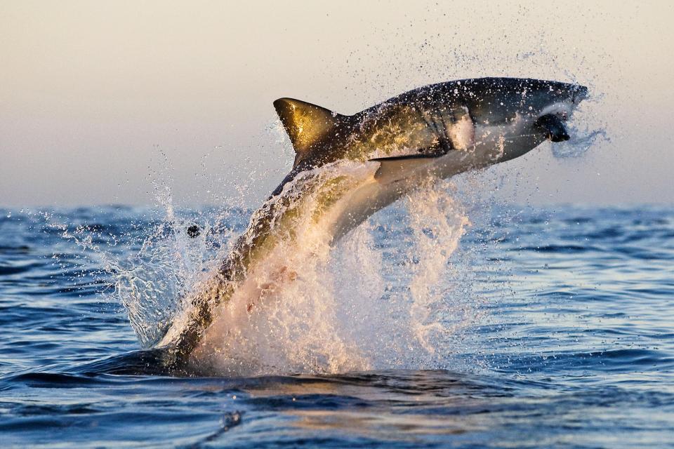  The aquatic beast flew completely out of the ocean as it wrapped its jaws round its prey