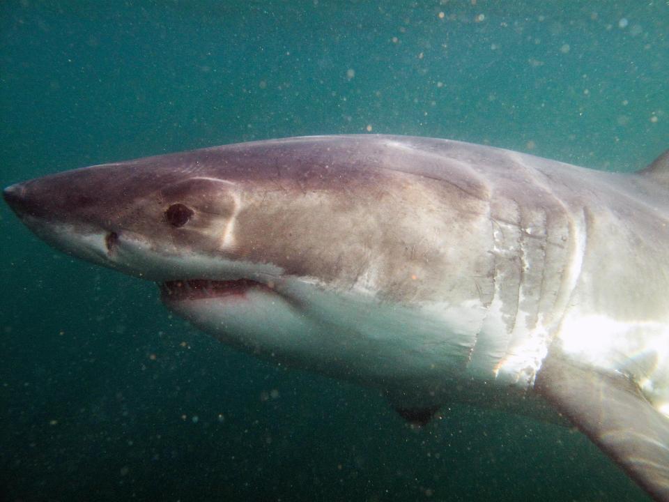  Other images show the beast beneath the surface before it takes to the sky