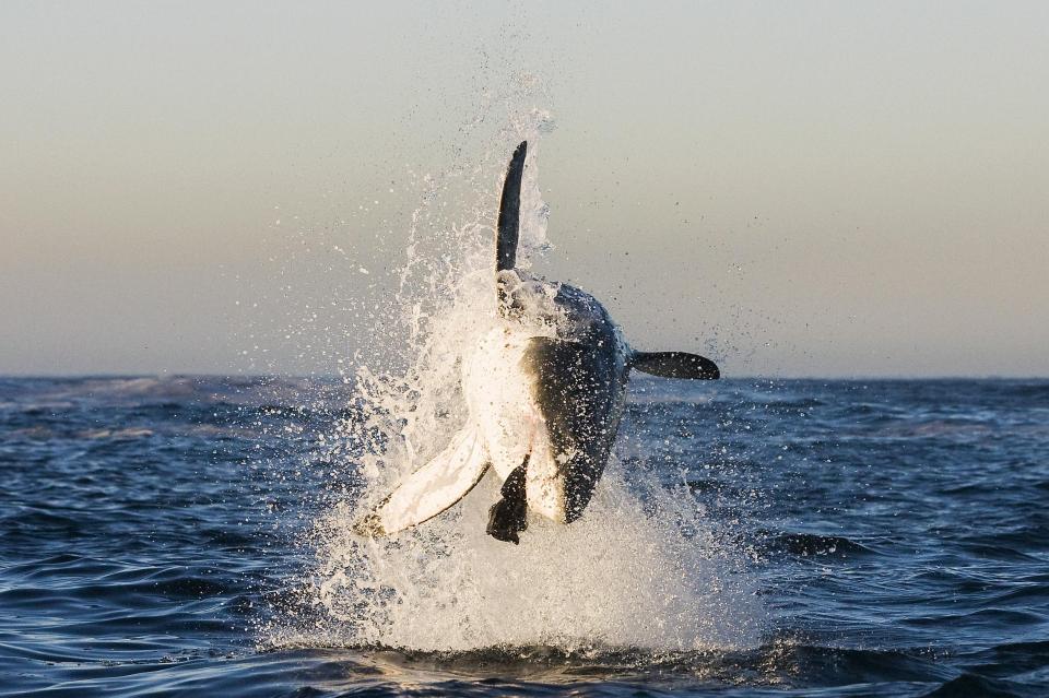  Astonishing images have been captured of a Great White Shark breaching to catch a seal