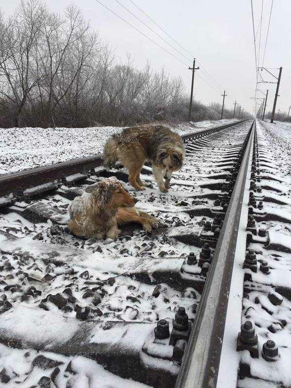  Loyal Panda stayed by Lucy's side for two days saving her life by keeping her warm and protecting her as trains sped over them