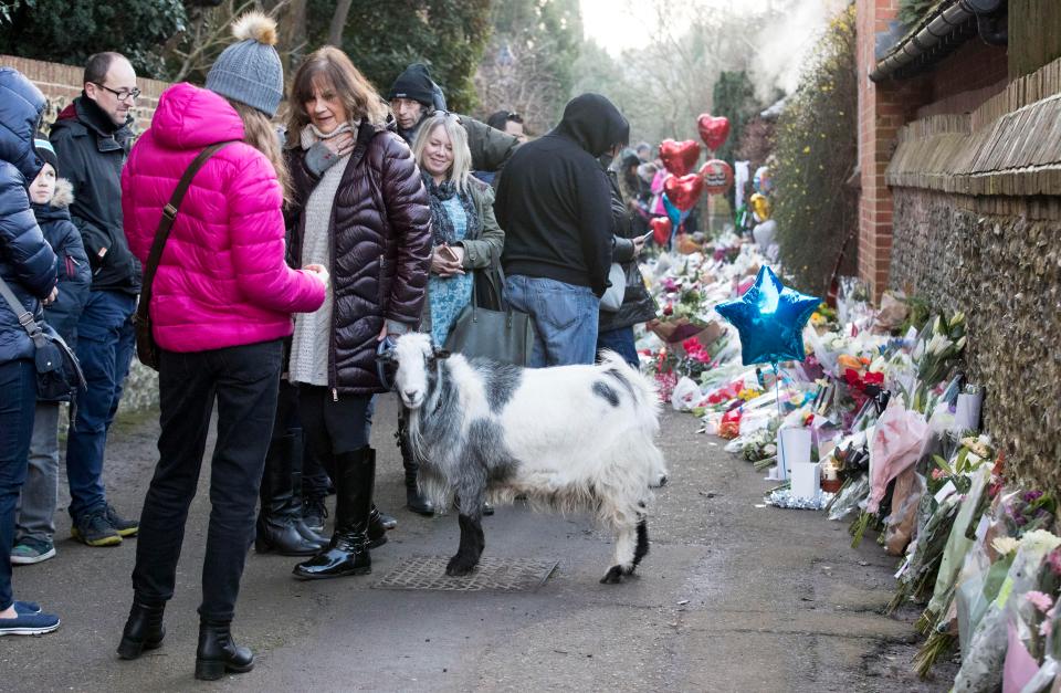  Stunned fans have left a sea of flowers outside George's countryside property, with one bringing along his pet goat