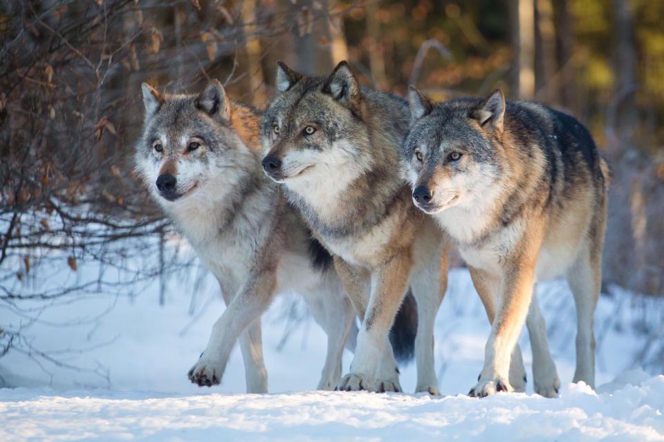  Yellowstone: The Wildest Winter: Starting with winter in the US National Park – think grizzly bears, red foxes, wolves and bison