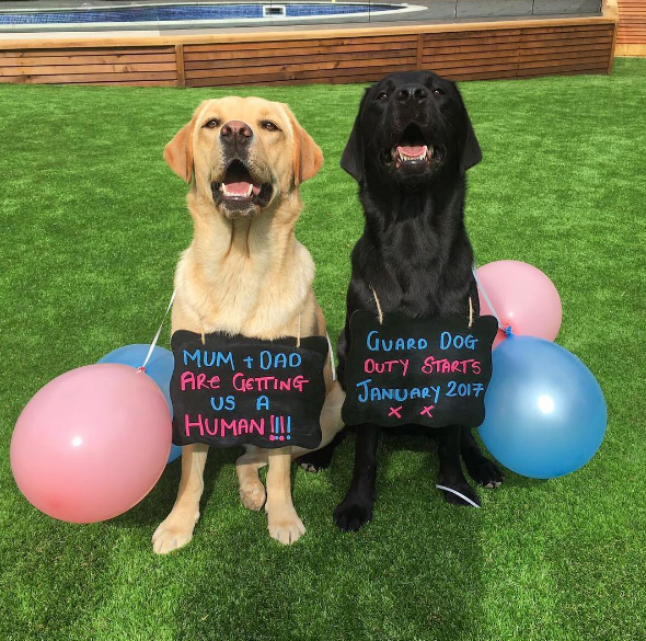  Harry Kane let his fans know he was going to become a father with this photo of his two dogs