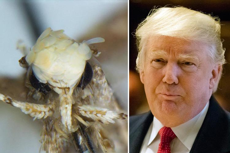  The moth bears a striking resemblance to The Donald due to its bright yellow colouring