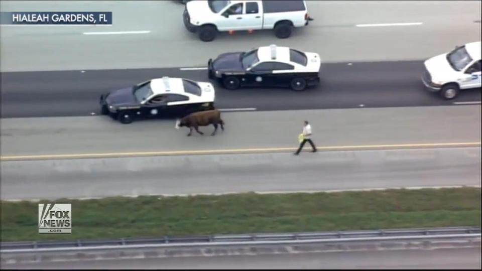  A man tried to wave the cow off the freeway