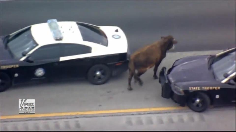  The bovine went for a stroll on the highway on Tuesday morning