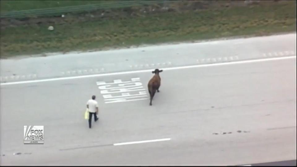  They eventually managed to wave the cow off the road