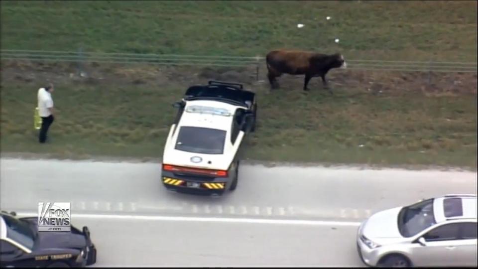  They managed to get the bovine onto the grass verge