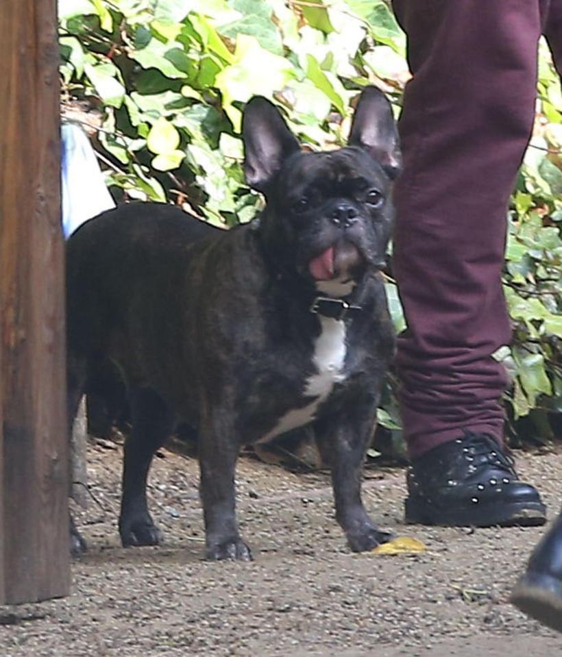  Carrie's French Bulldog Gary came along to the ceremony