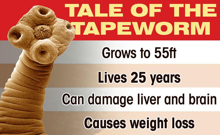  The damage caused by tapeworm