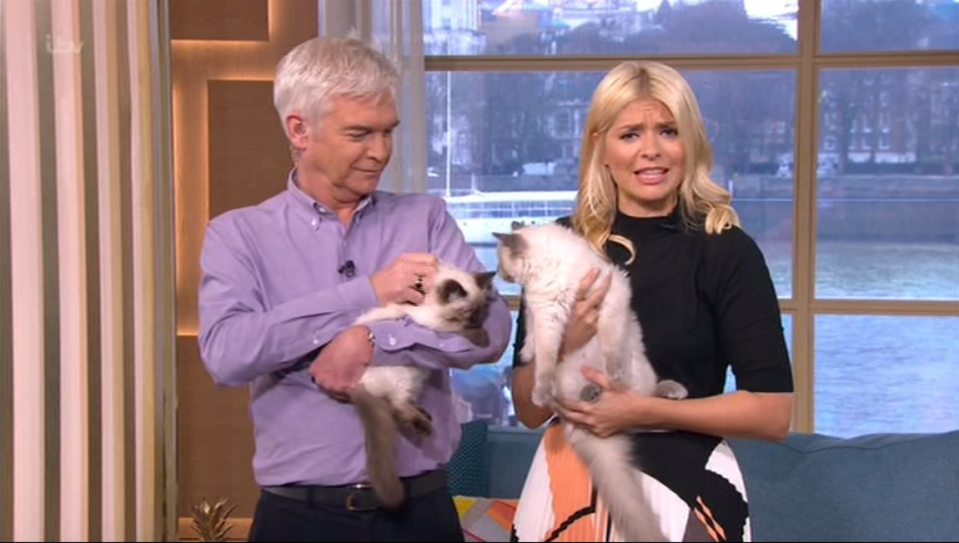  The fluffy presenters were on This Morning to tie in with a segment about training cats