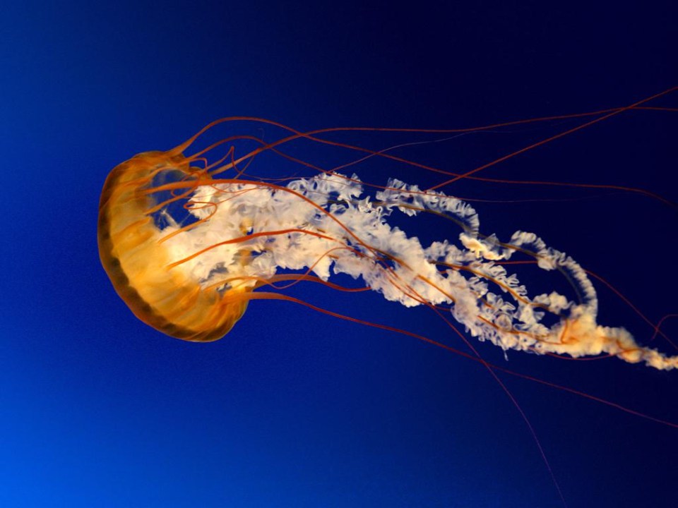 Jellyfish can often be found on British beaches