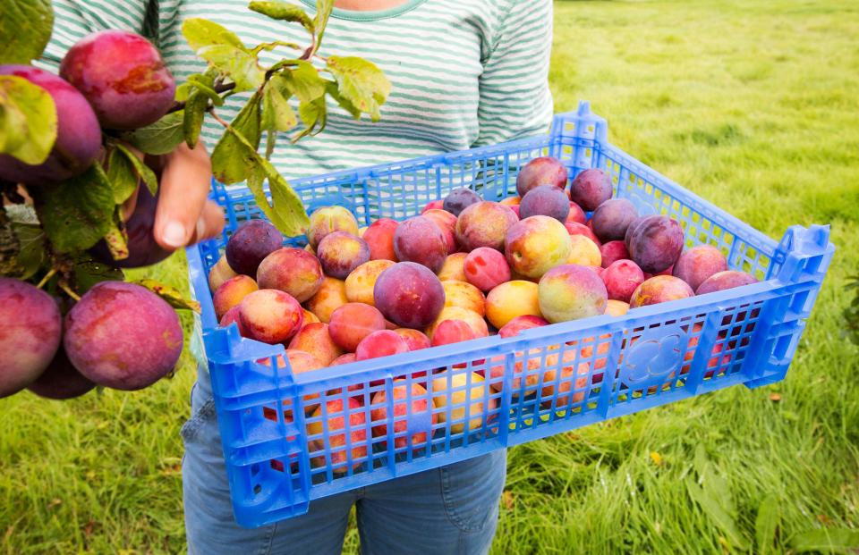  95 per cent of all British berries grown are picked by European workers