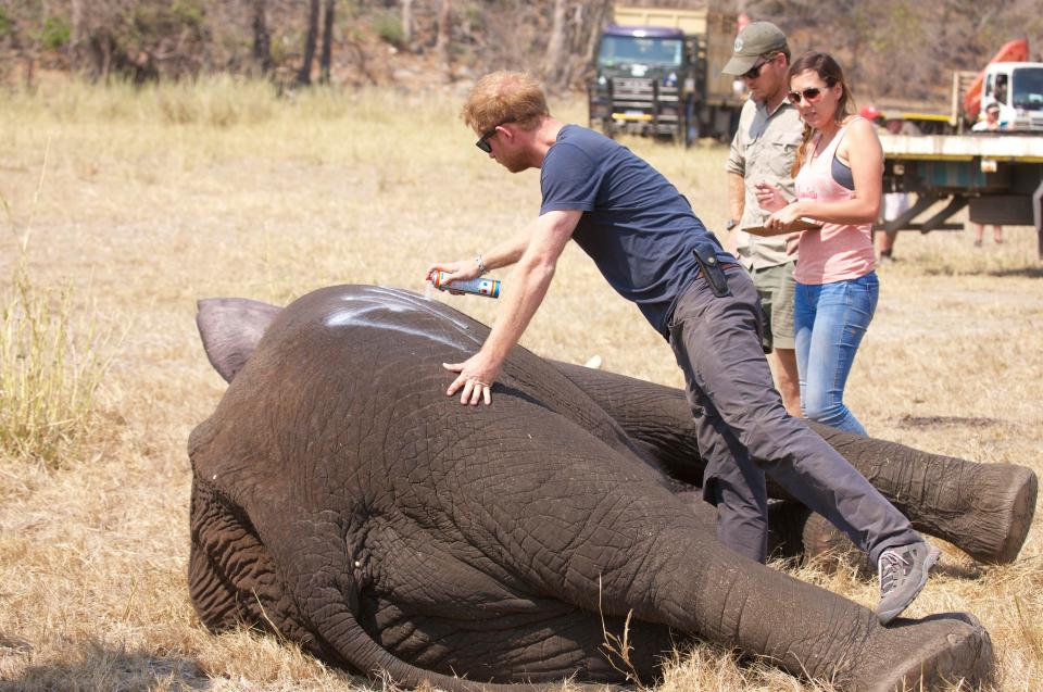  'This is God’s test' . . . Prince Harry helps out elephants in Malawi