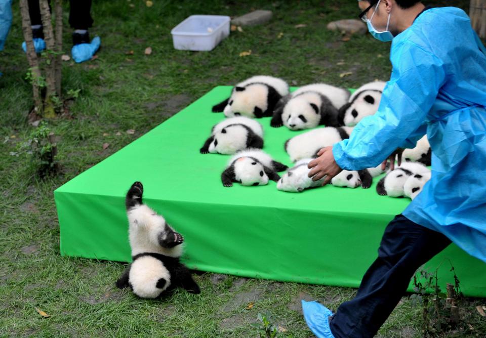  The pandas have come a long way since their first public appearance back in 2016