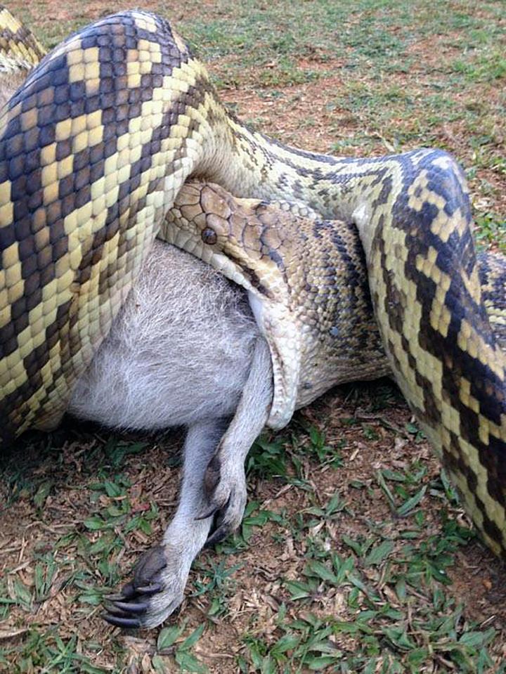 python eats a wallaby