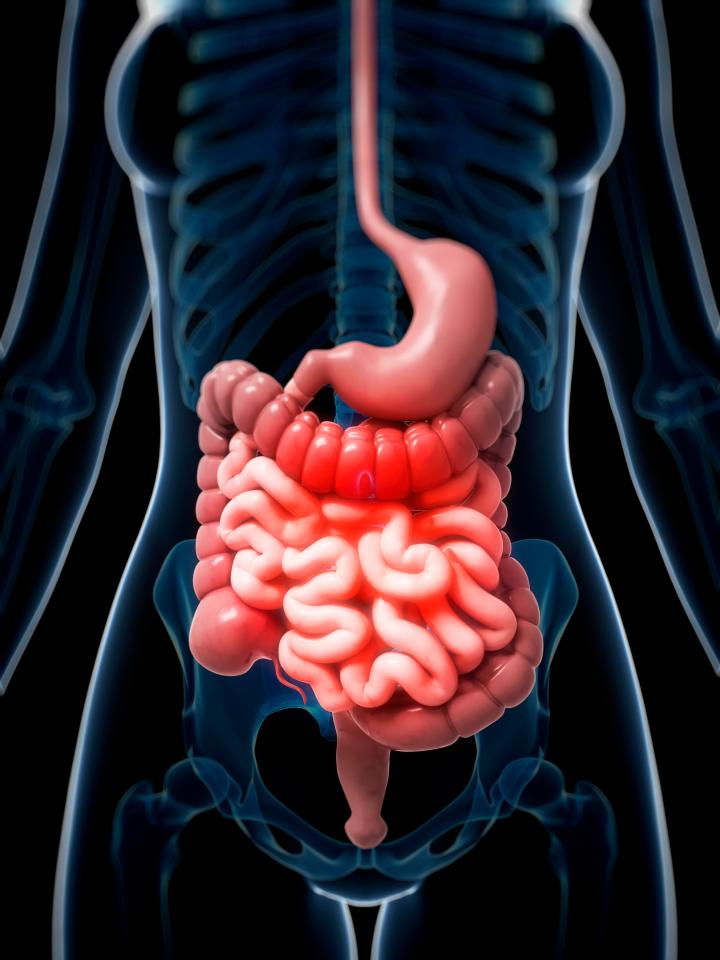  Faecal microbiota transplants involve transferring gut microbes from a healthy donor to a recipient, and are used as a treatment for the superbug C.difficile