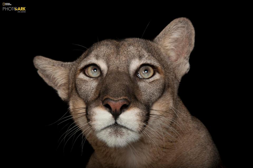  A majestic grey Florida panther gazes up at the ceiling at Lowry Park Zoo, Tampa, Florida