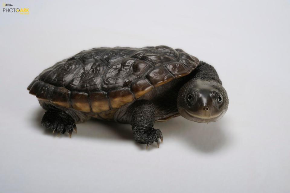  A Reimann's snake-necked turtle flashes the camera a smile at Atlanta Zoo