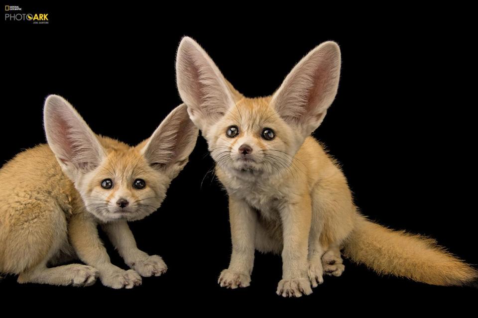  Two Fennec Foxes at St. Louis Zoo, Missouri, look slightly stunned to be in front of the lens as they stare cautiously