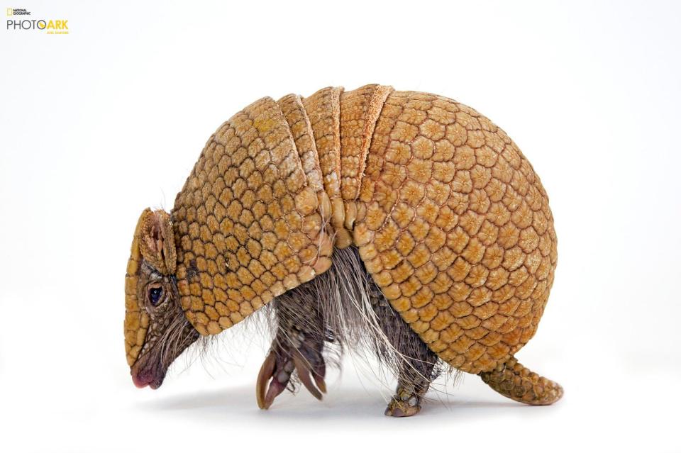  An African White-Bellied Tree Pangolin shows off the details on its scales at the Pangolin Conservation, St. Augustine, Florida