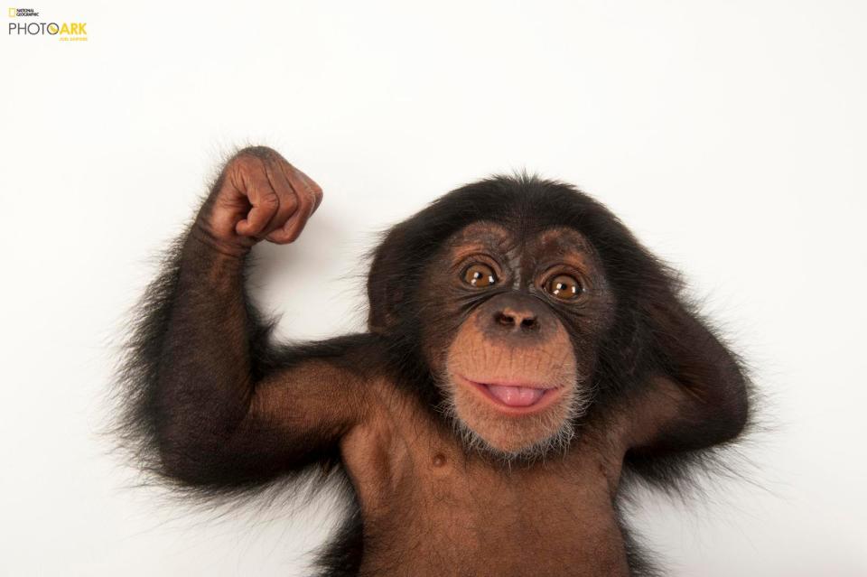  A three-month-old baby chimpanzee smiles cheekily at the camera during a shoot at Lowry Park Zoo, Tampa, Florida