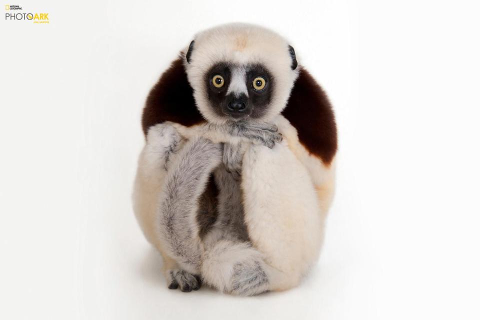  Coquerel's sifaka looks camera-ready as he leans his head on his hands during a shoot at Houston Zoo, Texas