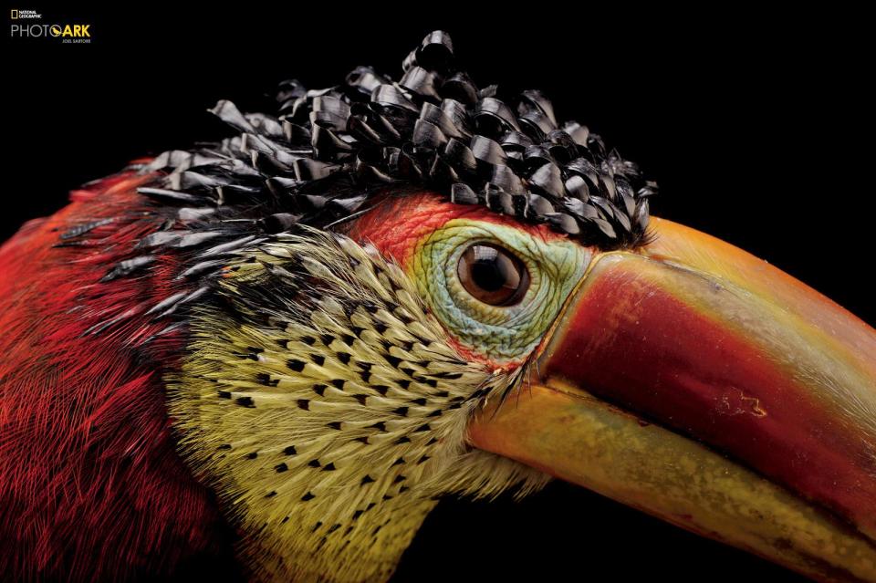  A majestic curl-crested araçari is captured in glorious technicolor at the Dallas World Aquarium, Texas