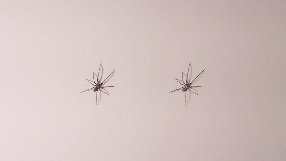  Howard Lee has tasked the internet with guessing which is the real spider and which is a drawing