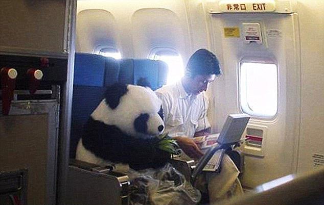  One amused passenger uploaded this image with the caption: "I raise you one first class panda bear"