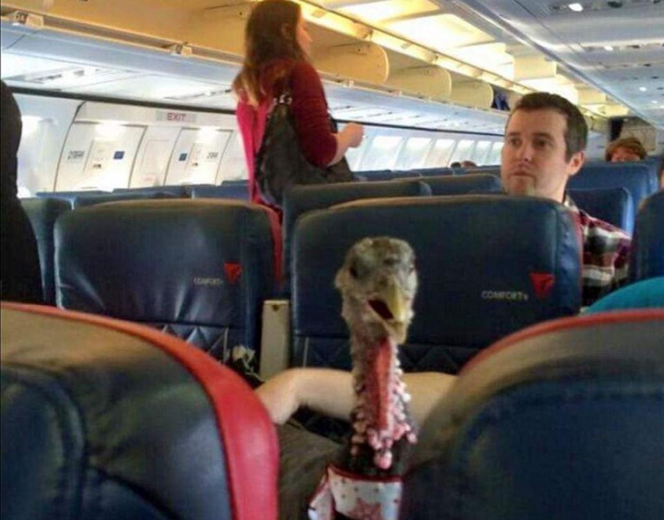  A passenger turned round mid-flight to discover a turkey had been brought on board as a therapy animal