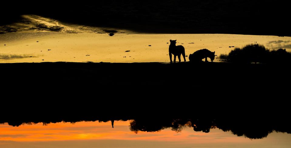  Marc adds that once the animals are in place, capturing the silhouette images is the easy part of his job